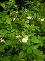 野いちごの花